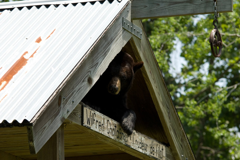 Black Bear