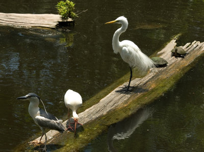 Wild Birds in the Pond