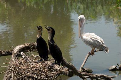 Cormorants