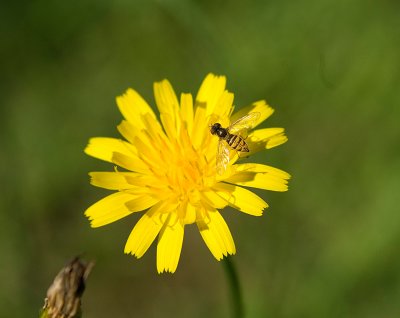 Bee