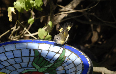 American Redstart - female