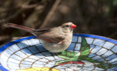Cardinal - female