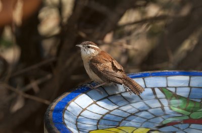 Carolina Wren