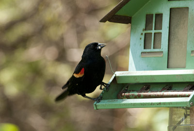 Red-winged Blackbird