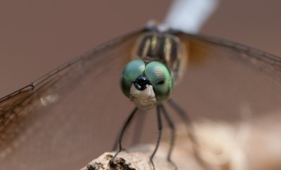 Blue Dragonfly