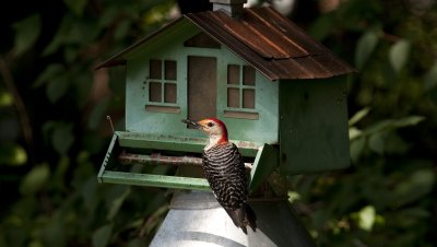 Red-bellied Woodpecker