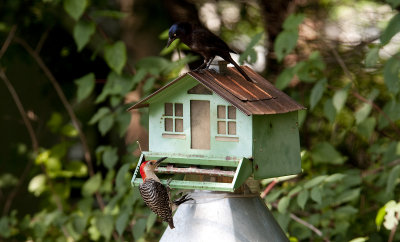 Red-bellied Woodpecker & Grackle