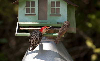 Red-bellied Woodpecker & Sparrow