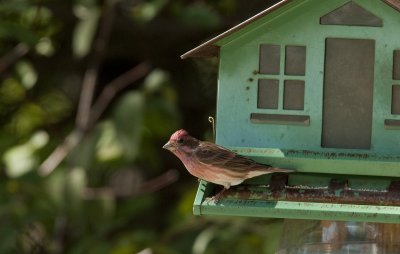 Purple Finch