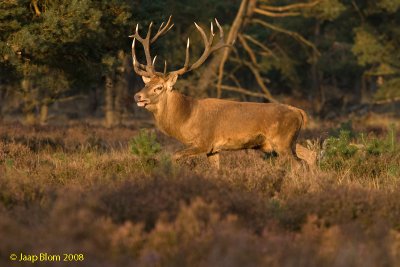 Edelhert / Red deer / Cervus elaphus