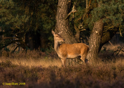 Edelhert / Red deer / Cervus elaphus