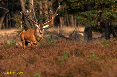 Edelhert / Red deer / Cervus elaphus