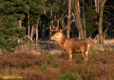 Edelhert / Red deer / Cervus elaphus