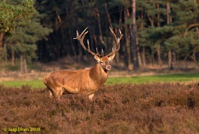 Edelhert / Red deer / Cervus elaphus