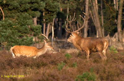 Edelhert / Red deer / Cervus elaphus