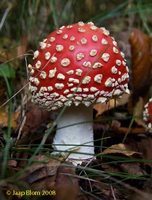 Vliegenzwam / Fly agaric / Amanita muscaria