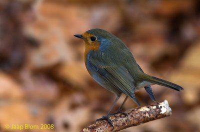 IMG_4430a.jpg