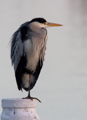 Reigers en Lepelaars/Herons and Spoonbills