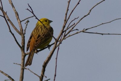 Gorzen/Buntings