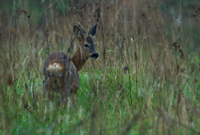 Ree / Roe Deer/ Capreolus capreolus