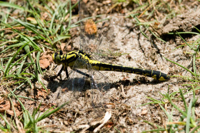 Beekrombout /Club-tailed Dragonfly/ Gomphus vulgatissimus