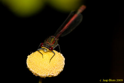 Vuurjuffer / Large Red Damselfly