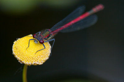 Vuurjuffer / Large Red Damselfly