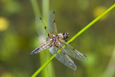 Korenbouten / Libelliludae