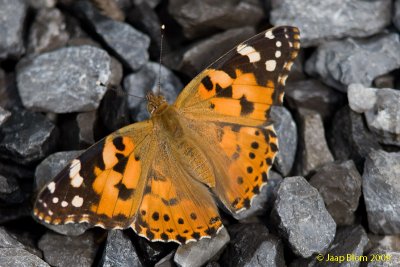 Distelvlinder/Painted Lady/Vanessa cardui