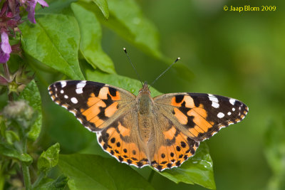 Distelvlinder/Painted Lady/Vanessa cardui