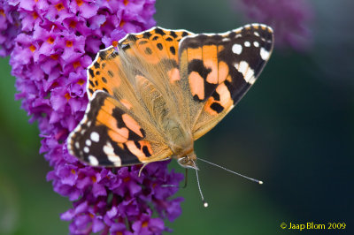 Distelvlinder/Painted Lady/Vanessa cardui
