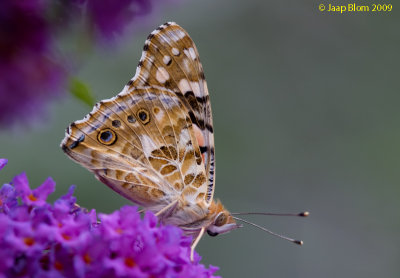 Distelvlinder/Painted Lady/Vanessa cardui