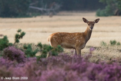 Edelhert / Red deer / Cervus elaphus