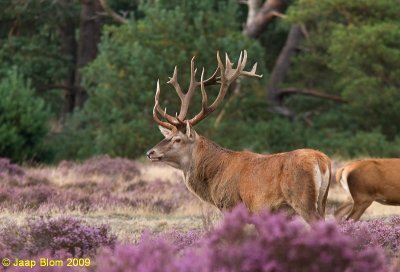 Edelhert / Red deer / Cervus elaphus