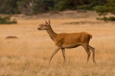 Edelhert / Red deer / Cervus elaphus