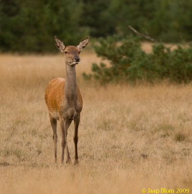 Edelhert/ Red Deer/Cervus elaphus