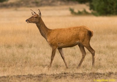 Edelhert/ Red Deer/Cervus elaphus