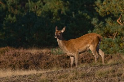 IMG_7742a.jpg