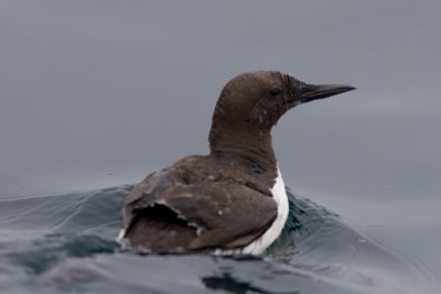 Guillemot/Zeekoet/Uria aalge