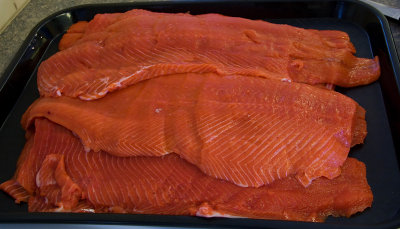 still Stockeye Salmon
