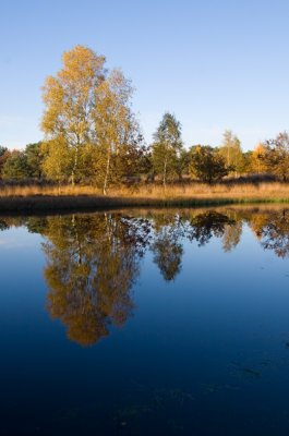 Nieuwe heide Best