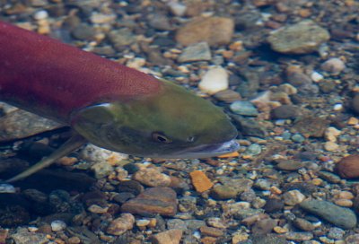 Salmon at spawning grounds