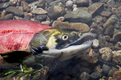 Salmon died at spawning grounds