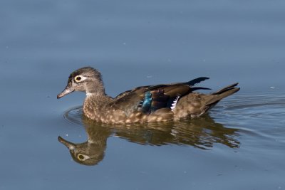 Woodduck  (female)