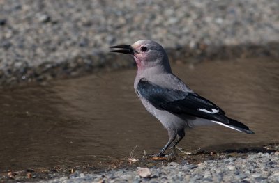 Mountain Nutcracker