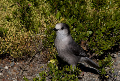 Gray Jay