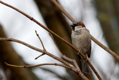 Huismus / Sparrow / Passer domesticus