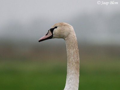 Knobbelzwaan / Mute Swan / Cygnus olor
