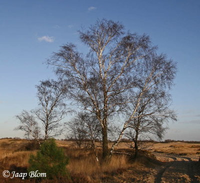 loonse en drunense duinen