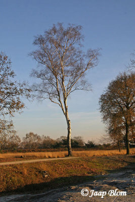 kampina0008.jpg